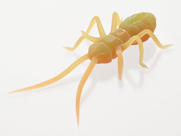 大本命「虫ルアー」が2代目に！「虫の平均値的デザイン」とはいったい