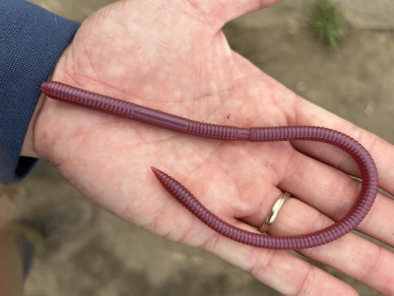 乾燥するとダメなんだ？」「ミミズ系への意識が低いね」ロングワーム系