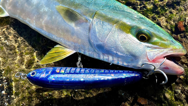 今がチャンス!ビギナーでも楽しめるショア青物ゲーム! マリアおすすめ