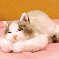 にゃんともあったか湯たんぽ：雑貨系サーチエンジン