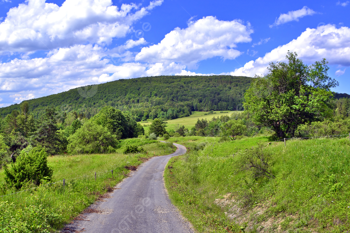 Meadow Road 牧草地の道