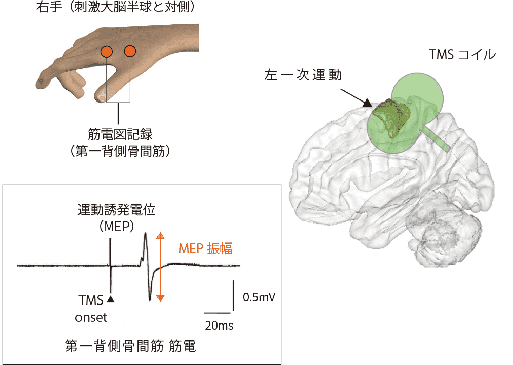 心理学ワールド 93号 脳を刺激する 非侵襲的脳刺激から紐解く運動機能