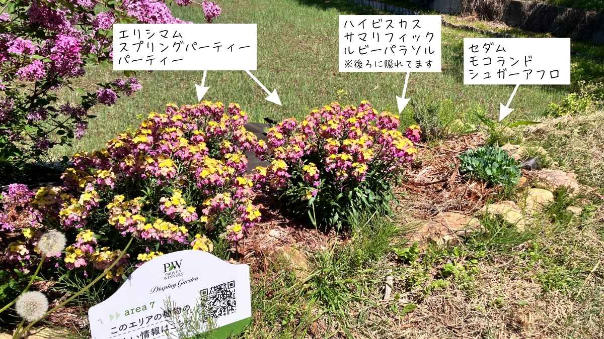 PWガーデン エリア7 | PROVEN WINNERS (PW)【植物の国際ブランド】