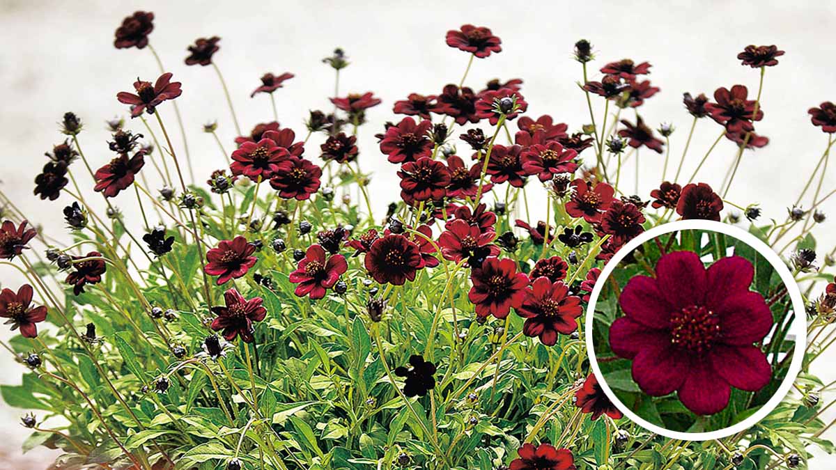 チョコレートコスモス チョカモカ | PROVEN WINNERS (PW)【植物の国際