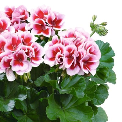 スーパーゼラニウム チャンピオン | PROVEN WINNERS (PW)【植物の国際