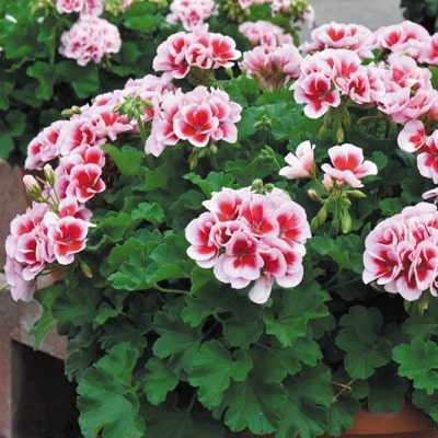 ゼラニウム(ゼラニューム)の種類と育て方 豪華なフリル花を長く咲かせ