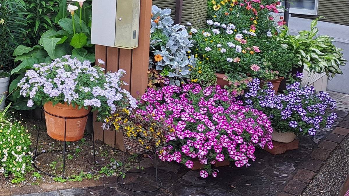 h*i様 19 激レア 超大株 アデニア ペチュエリー 現地球 鮮度抜群 h*i様