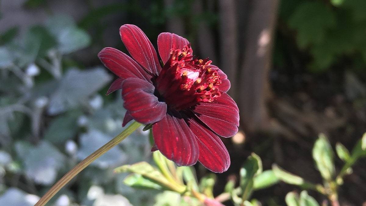 チョコレートコスモス チョカモカ | PROVEN WINNERS (PW)【植物の国際