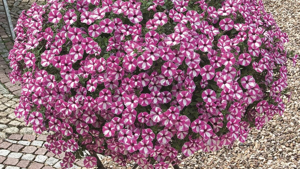 あふれ咲きペチュニア | PROVEN WINNERS (PW)【植物の国際ブランド】