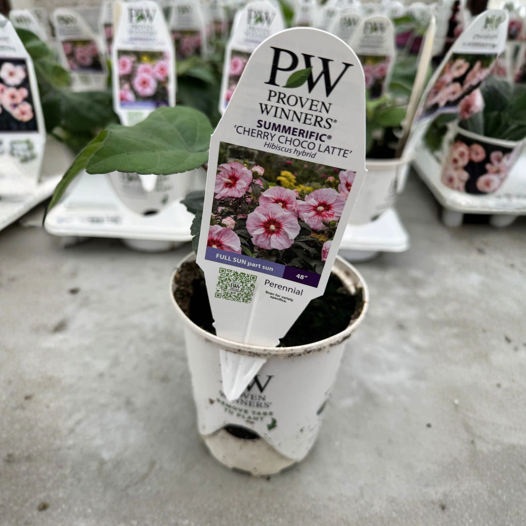 Rose Mallow | Summerific® 'Cherry Choco Latte' | Proven Winners