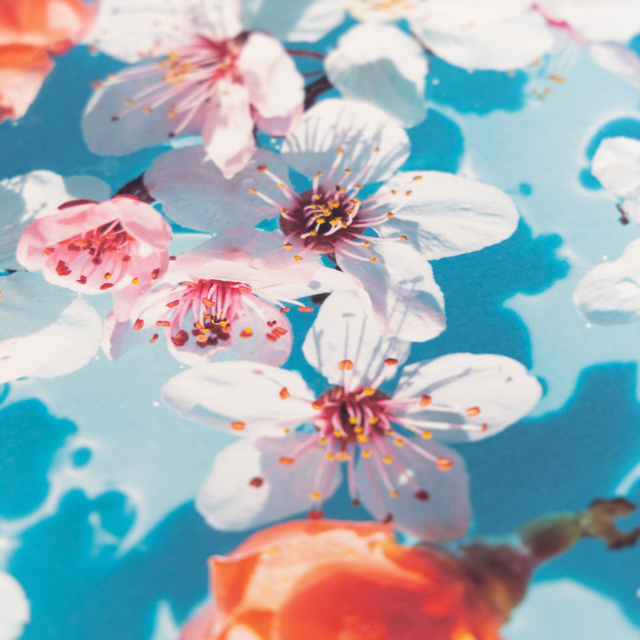 DEEP PV A4 かきた 5枚 – products.takeopaper.com