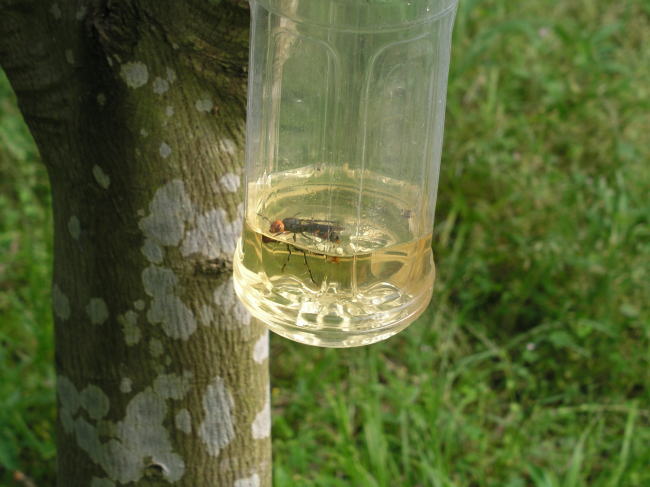 ハチが巣をつくる前に！簡単にできる春のハチ対策 | 佐賀・熊本・福岡