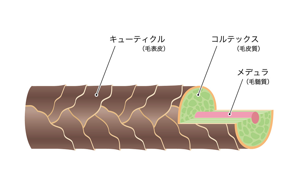 髪の毛の構造について｜ヘアケア基礎知識｜ヘアコンタクト・増毛・育毛