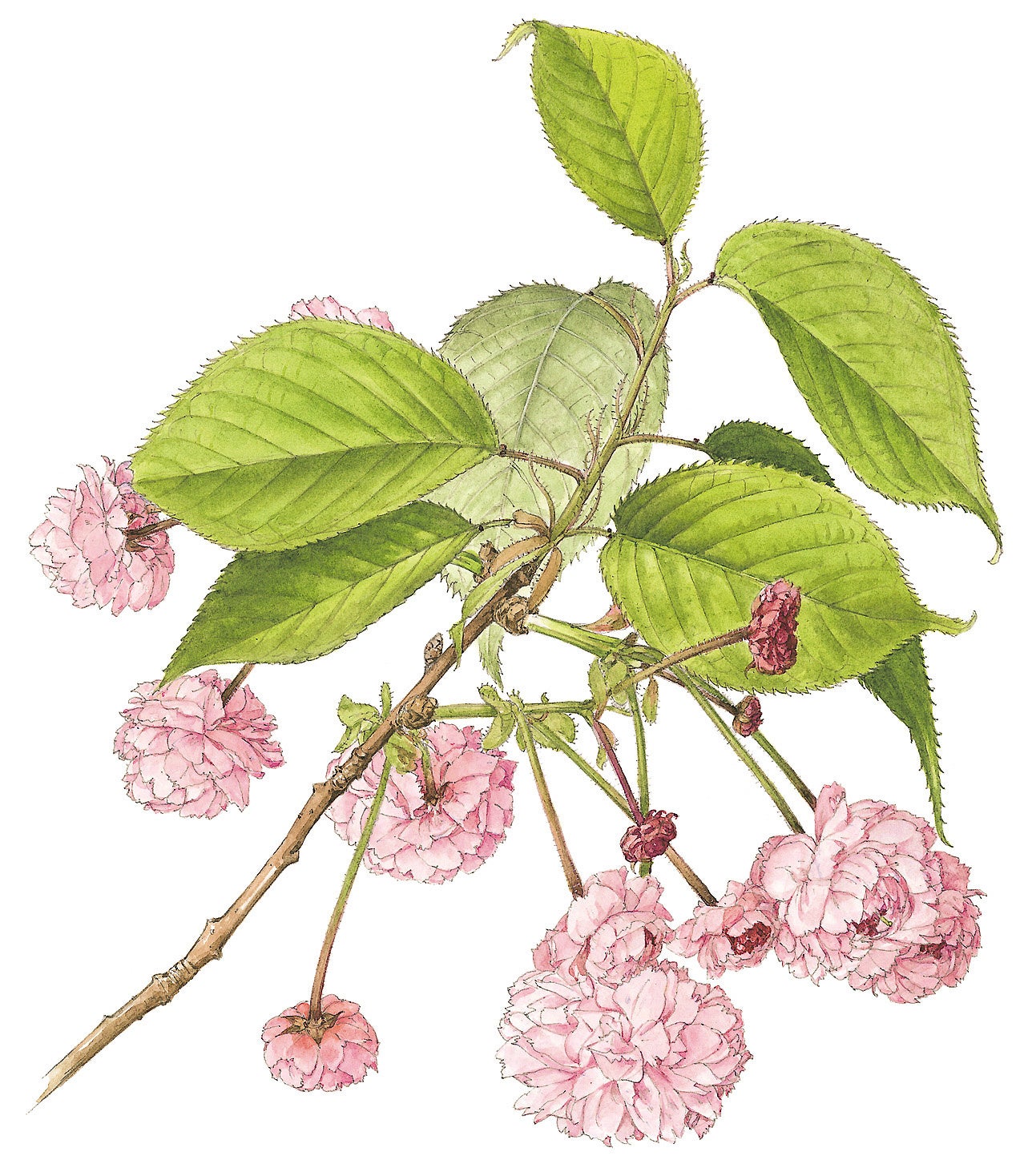 太田洋愛 ボタニカルアート くずの花 太田洋愛 ボタニカルアート くず