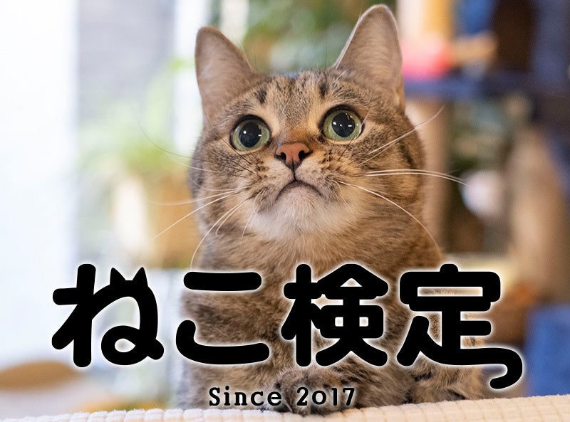 のべ3万人以上が「猫の気持ちをより理解できるようになった」ねこ検定