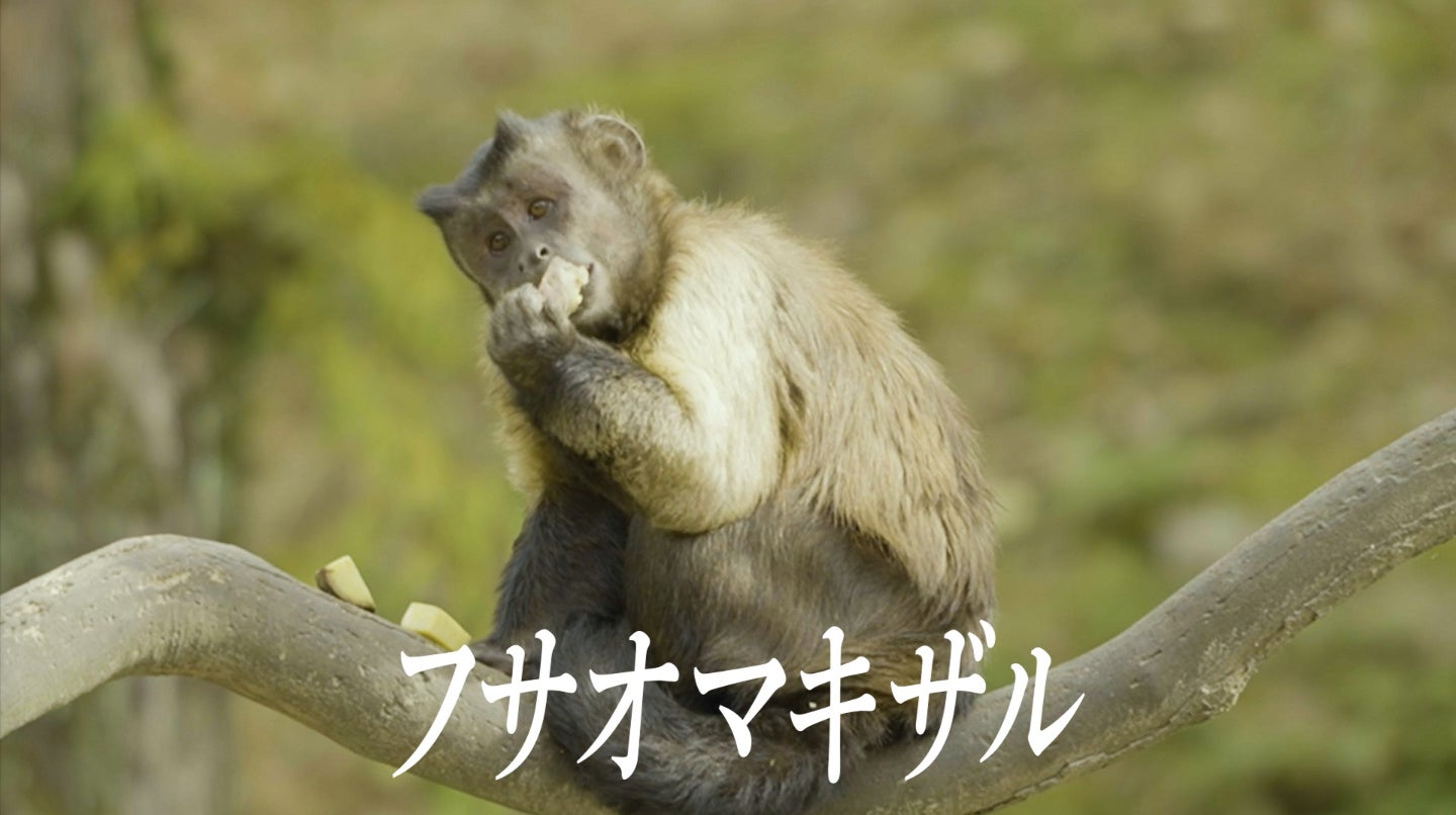 世界初！？楽市楽座がクレーンゲームで前代未聞の挑戦！「猿島に