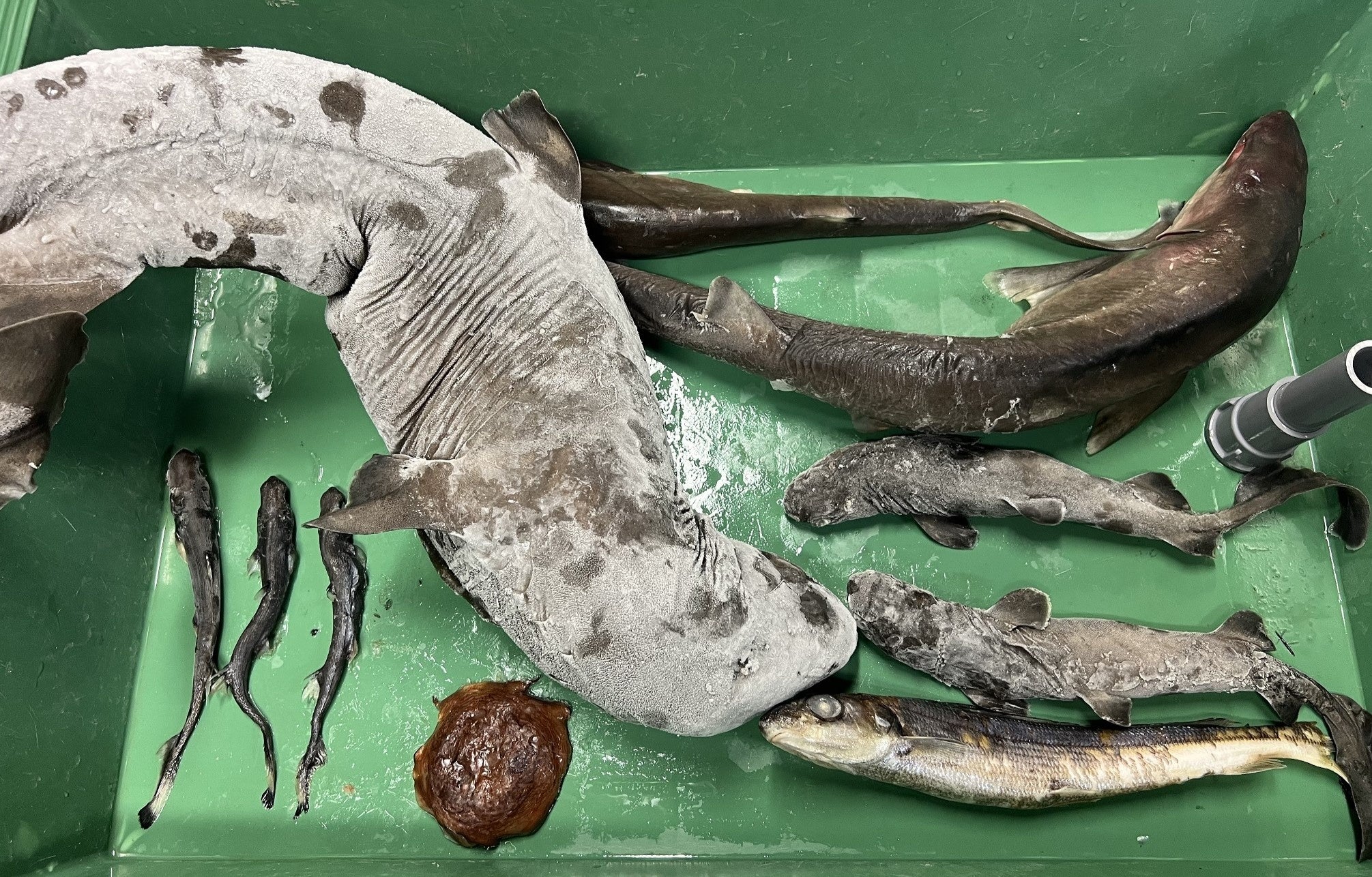 ヌーデンルード 深海魚 日本近海の深海に棲む魚類136科423種類を掲載