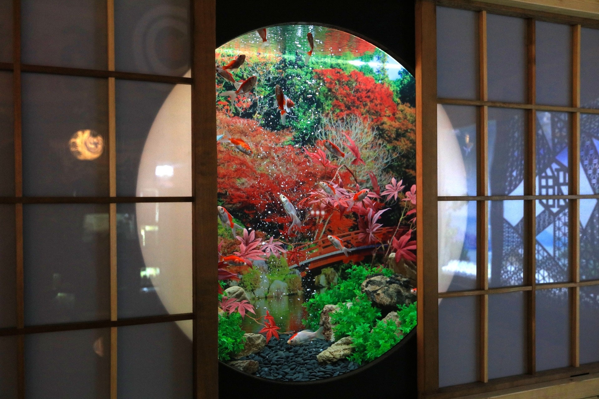 4/25 OPEN】金魚がたどり着いた楽園「沖縄金魚ミュージアム