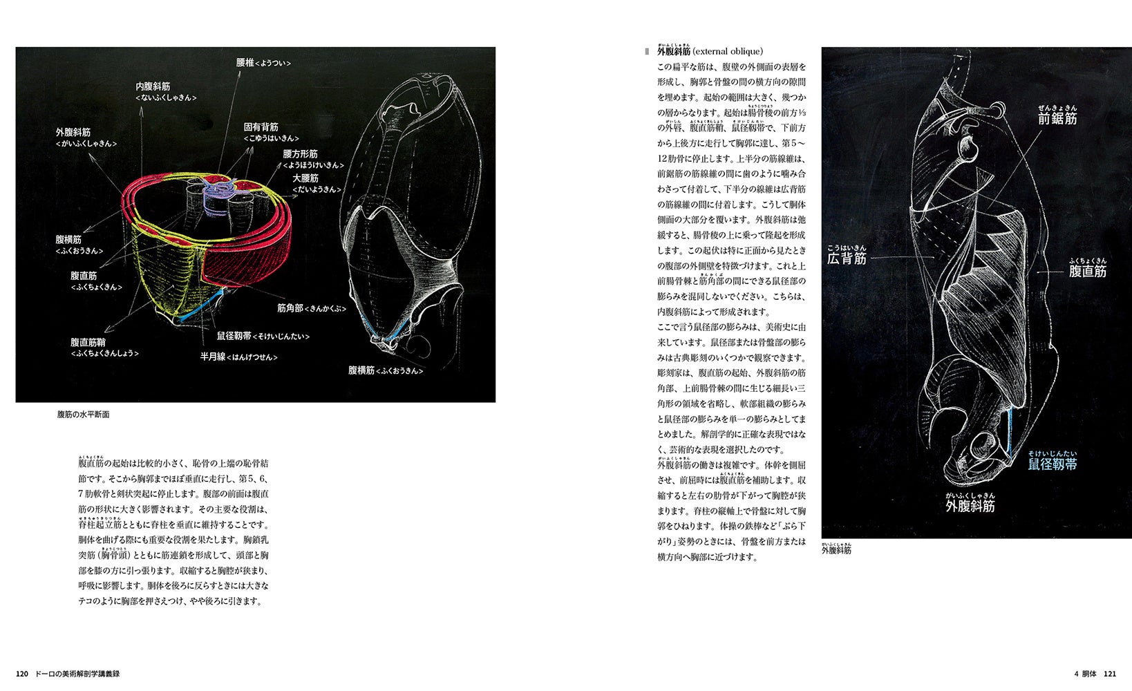 人間の動きと表現を立体的に解説。標本や板書を駆使した世界最高水準の