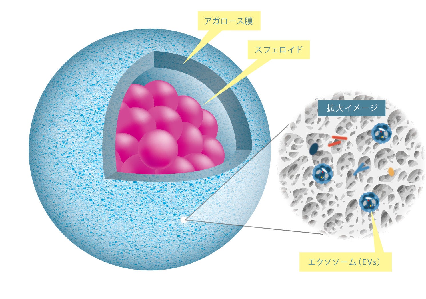 細胞カプセル化試薬(AGM)」を開発、2024年4月販売開始 | 株式会社東陽