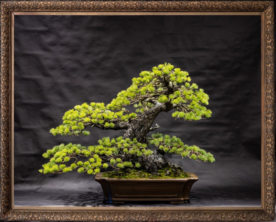 愛媛から盆栽の魅力を世界に発信！赤石五葉松盆栽をNFTとして商品化し