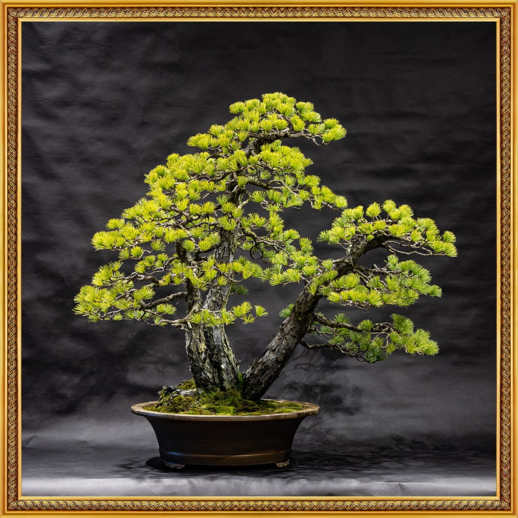 愛媛から盆栽の魅力を世界に発信！赤石五葉松盆栽をNFTとして商品化し