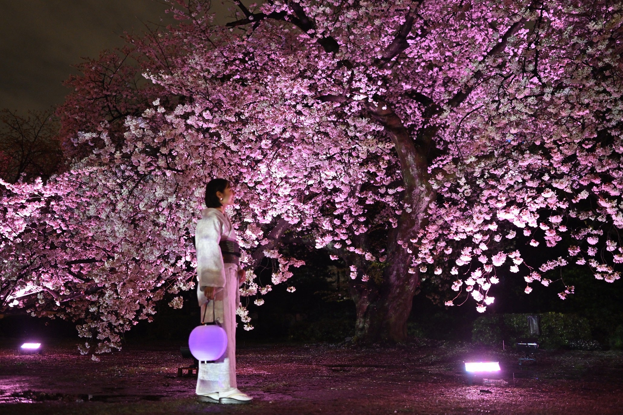 新宿御苑の八重桜満開！希少な桜フクロクジュへのマッピングいよいよ