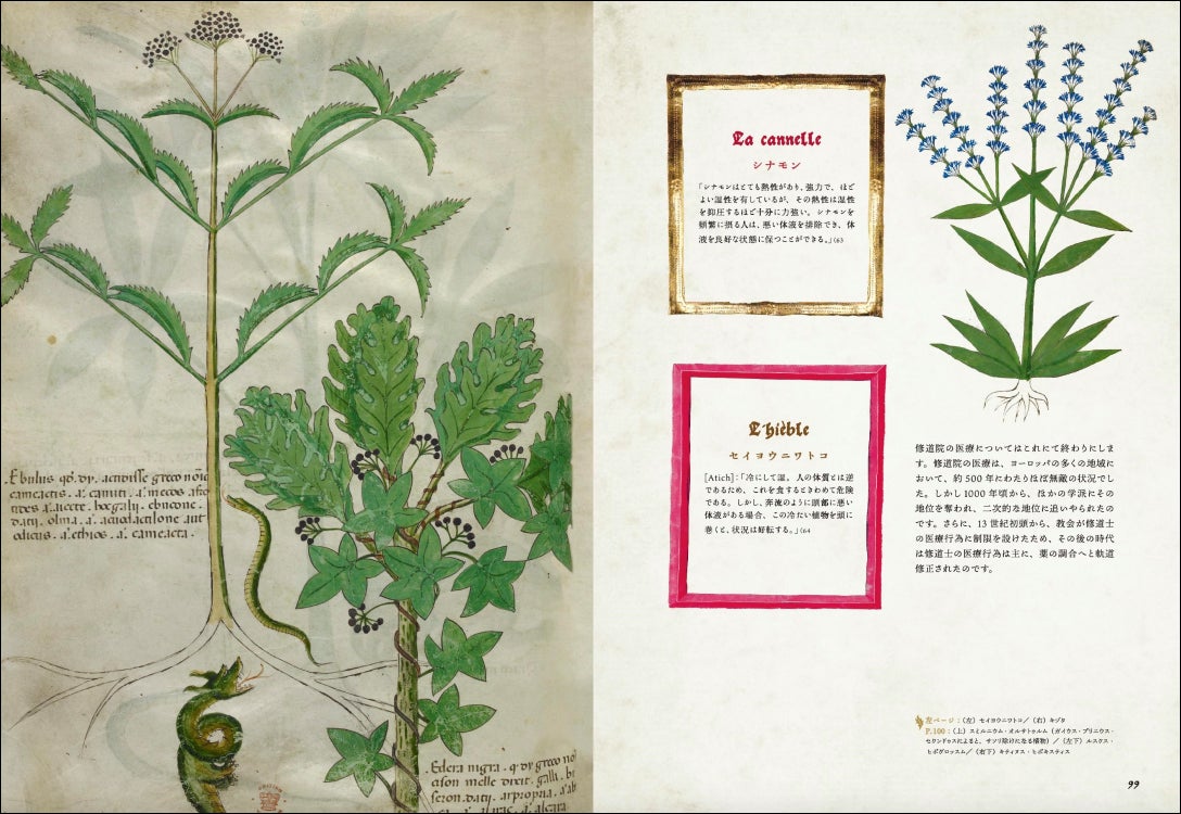 ハーブ、動物などの薬と治療術】修道院を中心に読み継がれた写本の一部