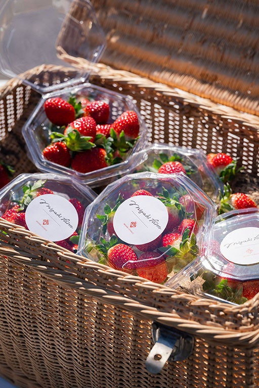 食べる宝石」ミガキイチゴ、今シーズン初摘みいちご出荷 | 株式会社GRA