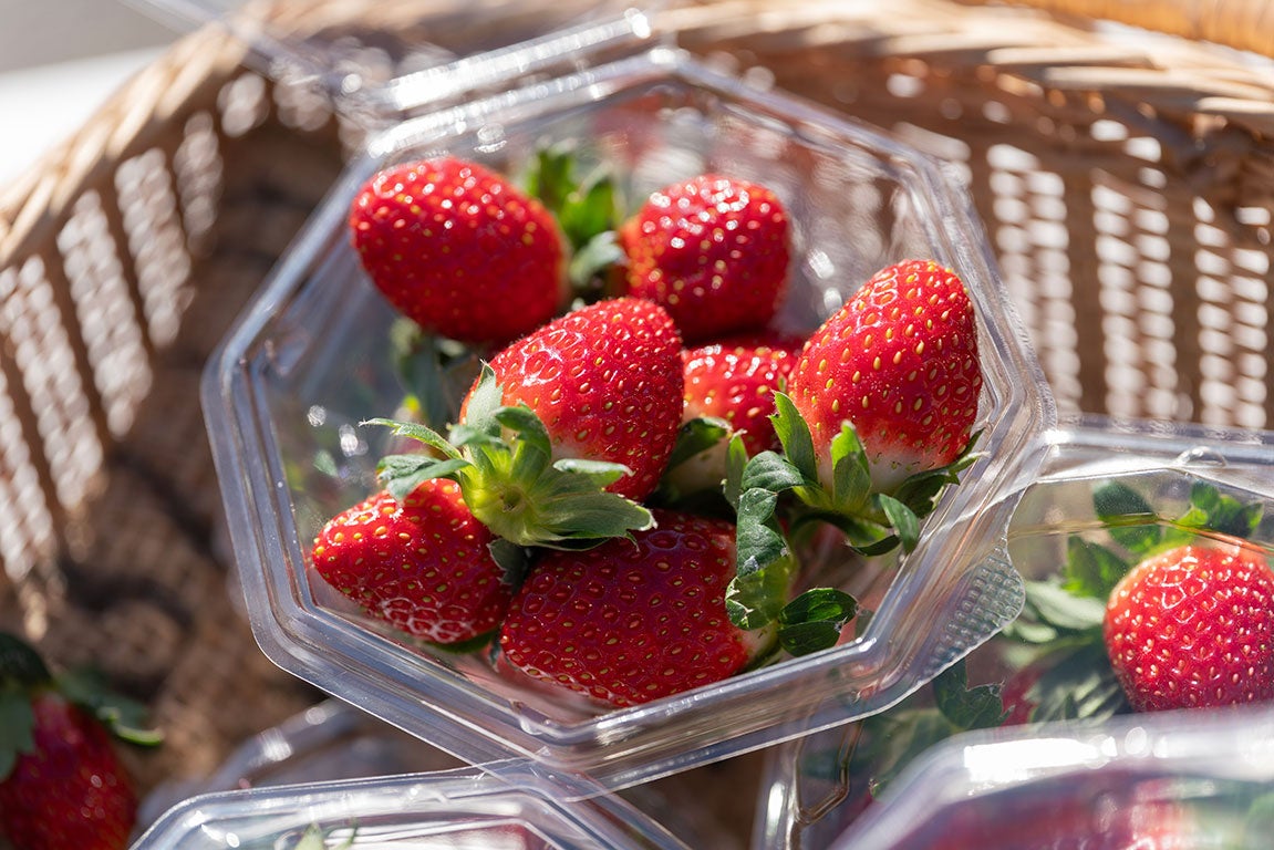 食べる宝石」ミガキイチゴ、今シーズン初摘みいちご出荷 | 株式会社GRA