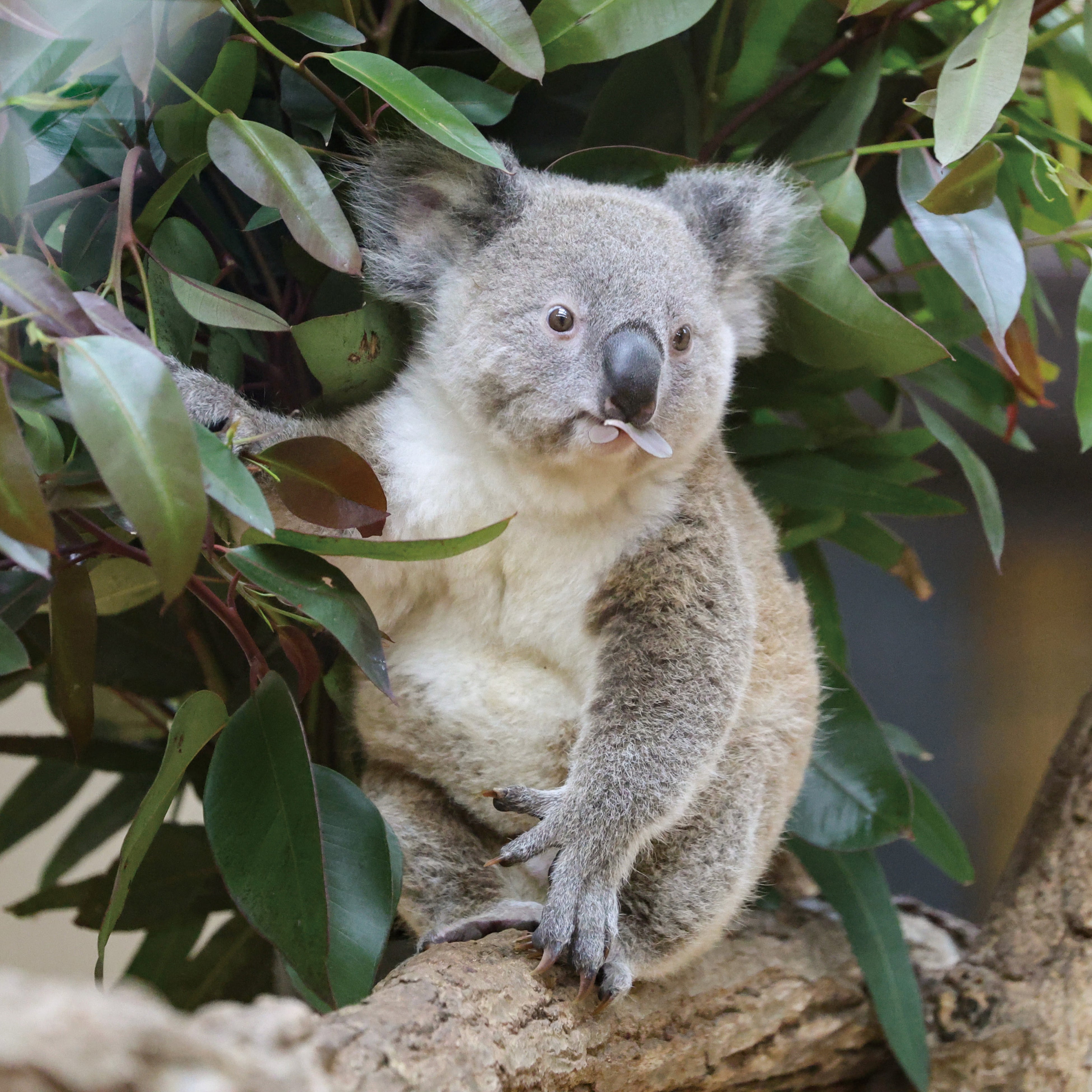 まるでぬいぐるみ！ 『ふわふわコアラの親子カレンダー 2026』がポスト