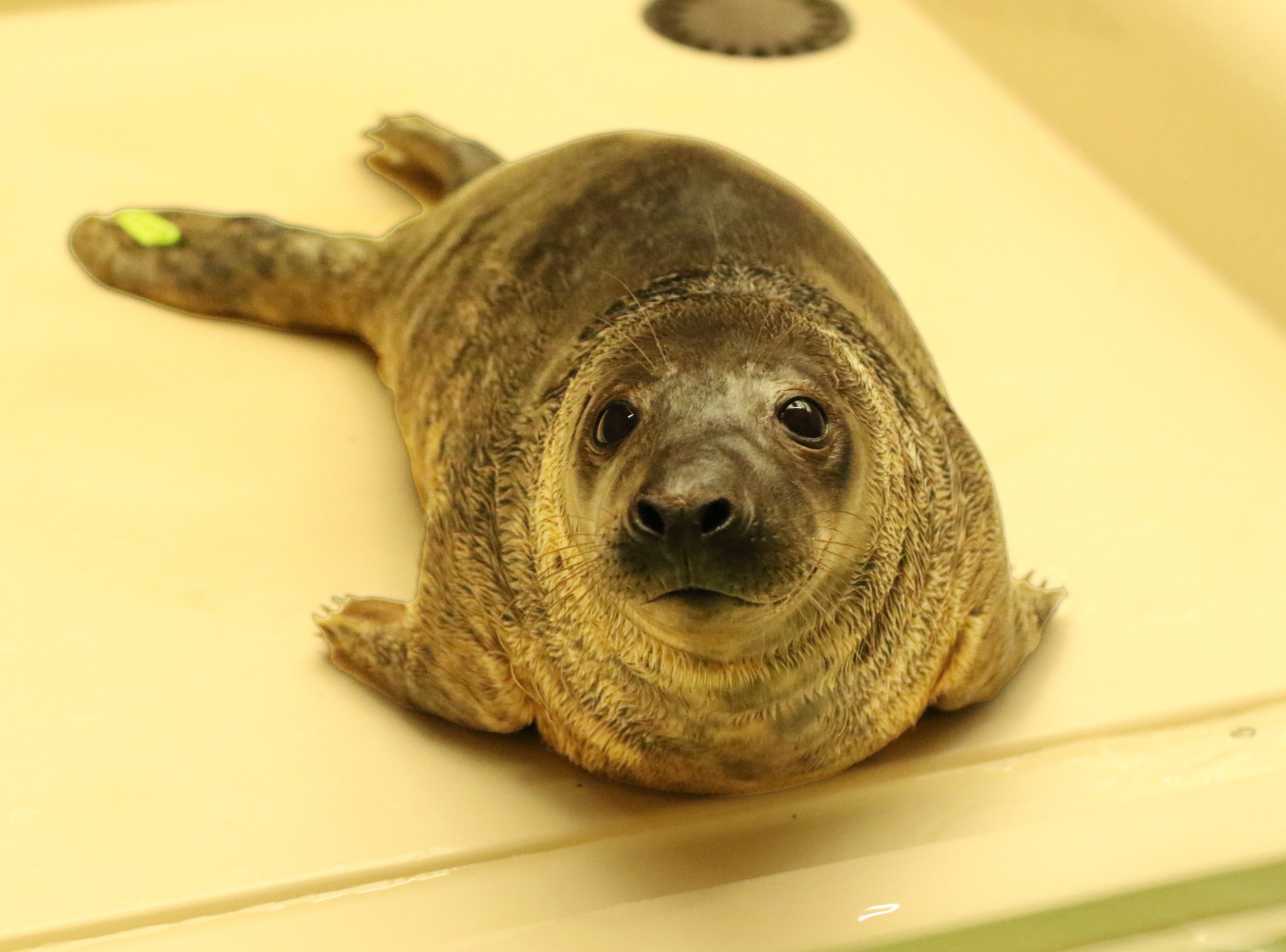 赤ちゃんアザラシの名前が決定 『アザラシまるごとBOOK』出版社が