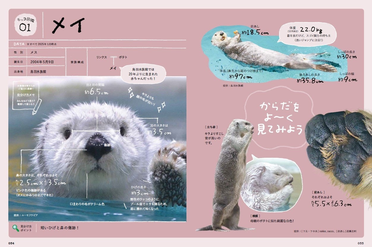 反響の声続々・重版決定！】ラッコにときめくあなたへ贈る、最強入門書