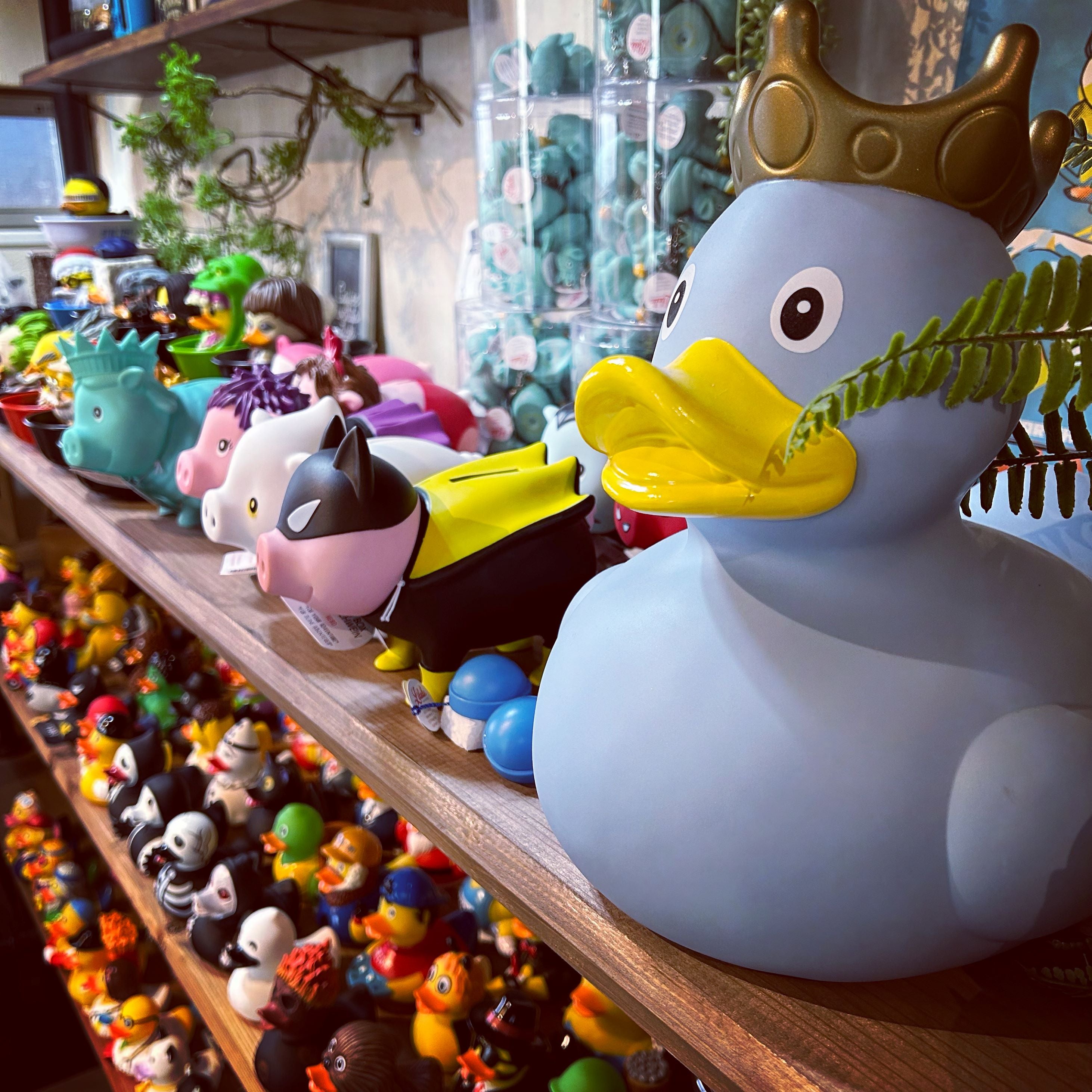 奈良 蔦屋書店】世界のラバーダックと珍奇なチランジアの融合「mizuba