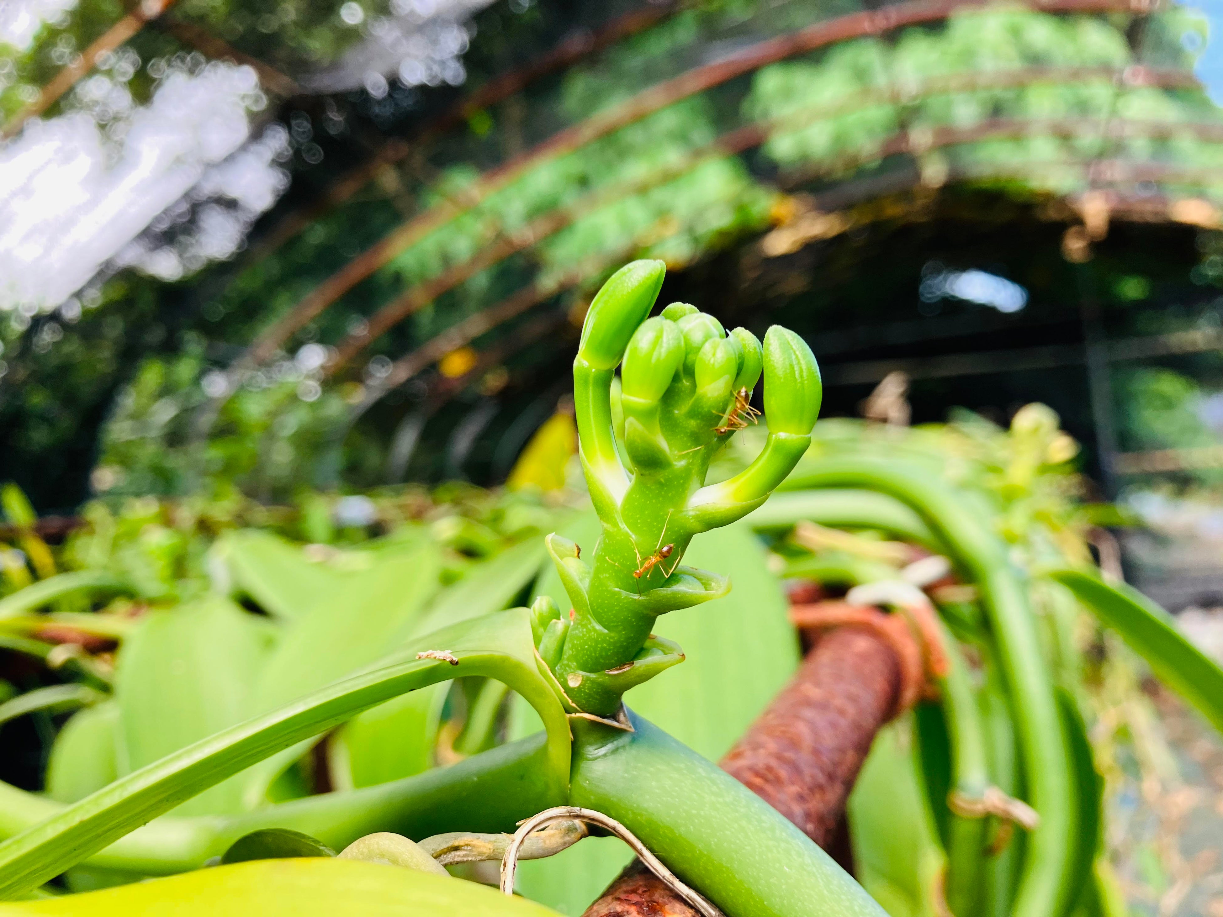 奄美初となるバニラの花芽を確認。開花間近—本格国産バニラ生産への第