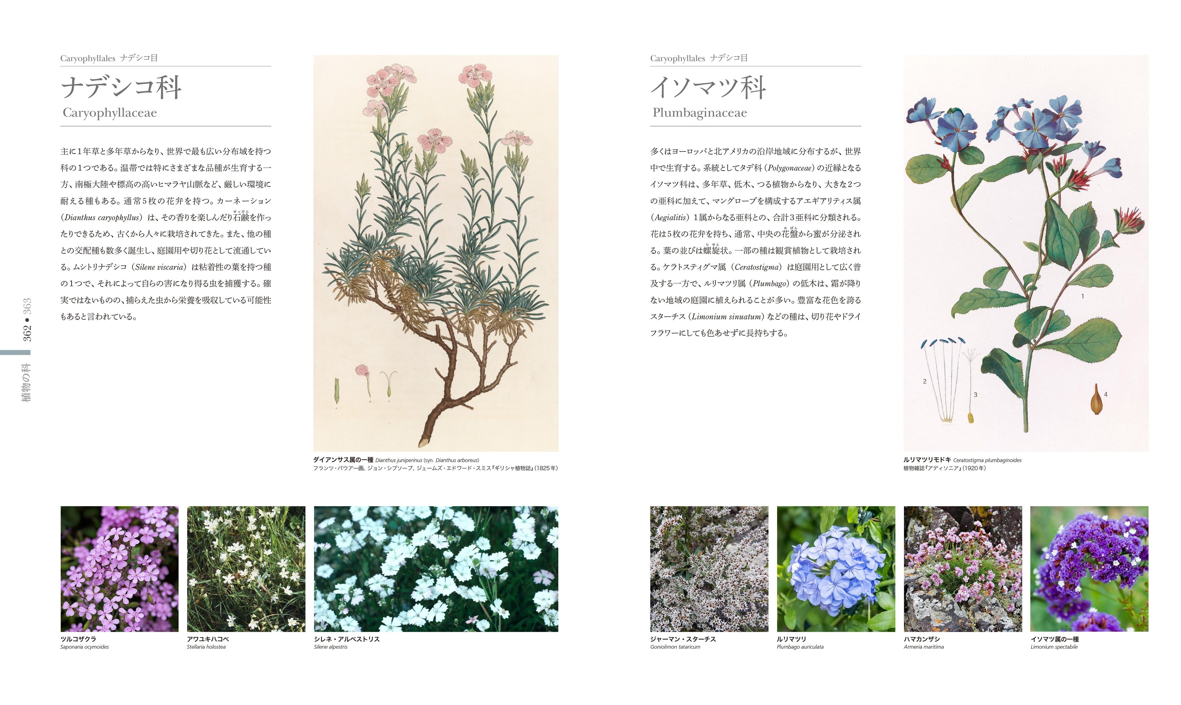 5刷重版】『FLORA 図鑑 植物の世界』息をのむ、ビジュアルと大胆な