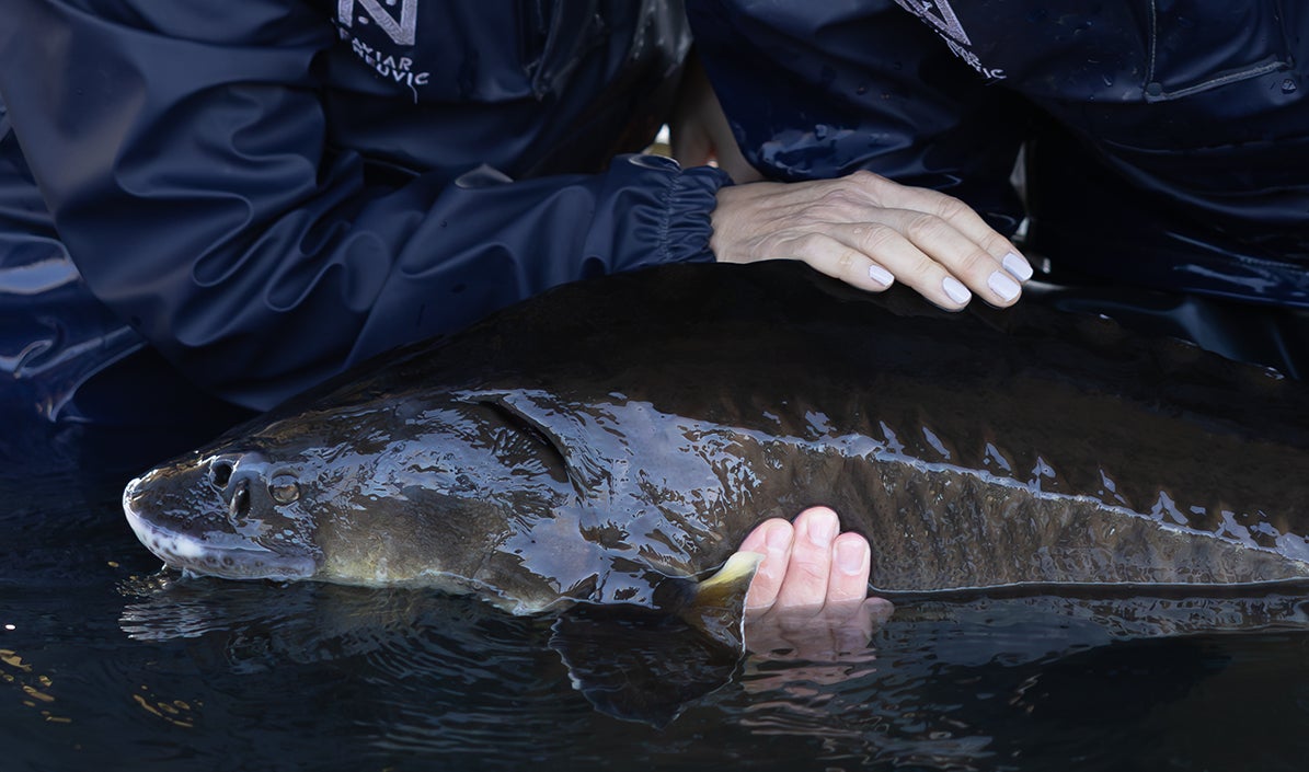 10月1日全国発売】VALMONT（ヴァルモン）のハイプレミアムライン