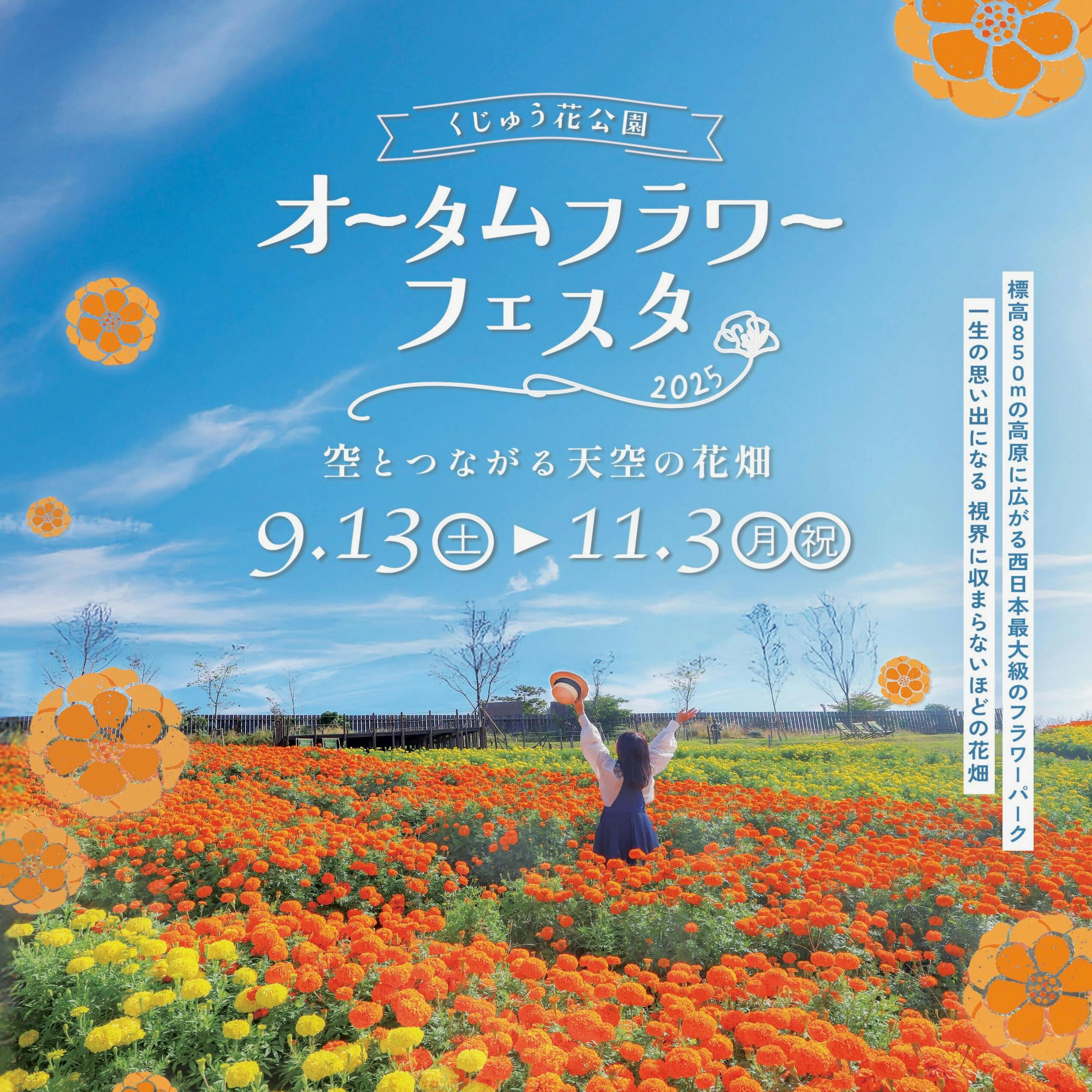 九州最大規模のケイトウ畑「ブライトスパークス」が高原を染上げる