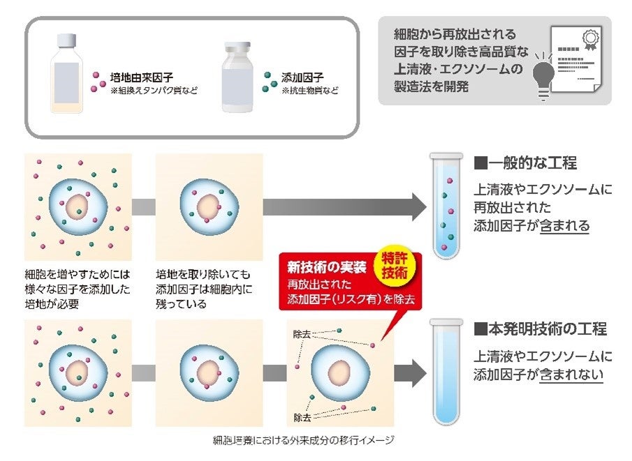 MedicaCellヒト羊膜由来幹細胞順化培養液50%配合30mI2本 MedicaCell