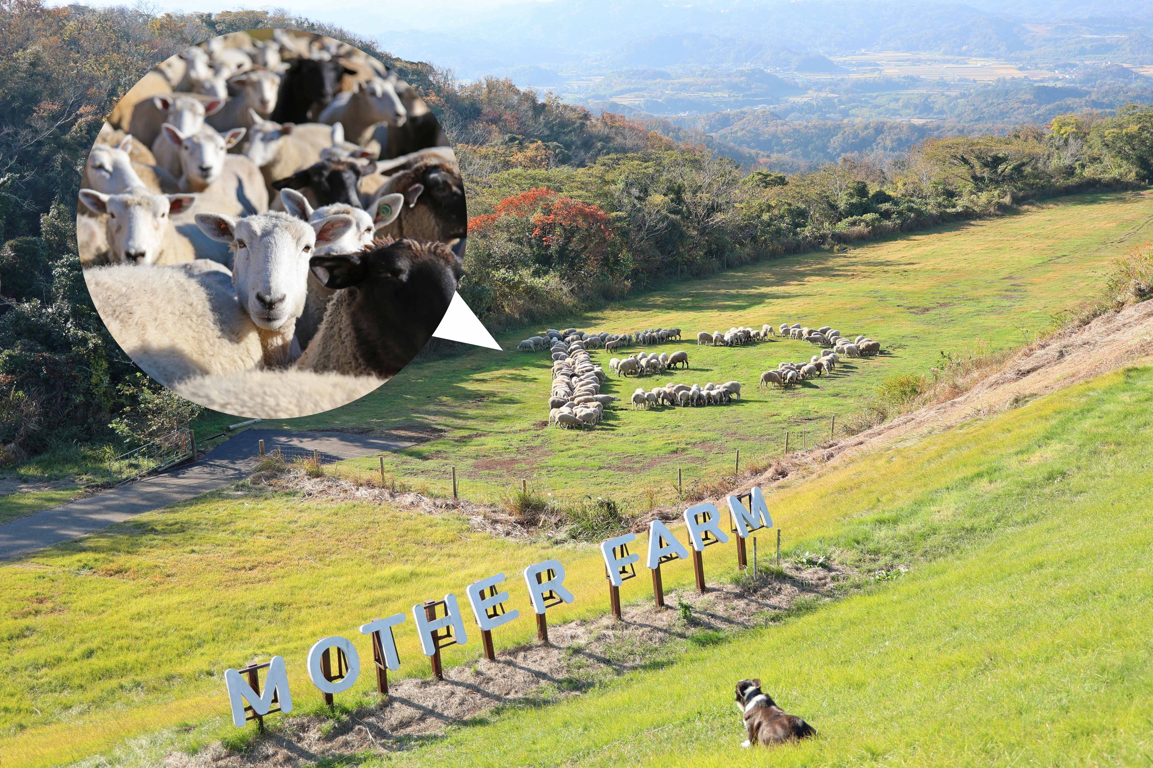 新年・お正月】マザー牧場で2024年の“干支”をテーマにした、イベント