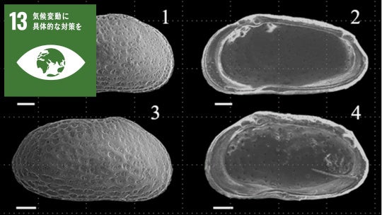 北海道初！新属を含む鮮新世の介形虫化石群 | 国立大学法人熊本大学の