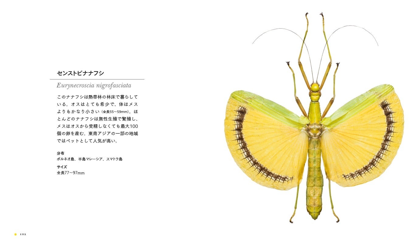 昆虫好き垂涎！】大英自然史博物館が誇る貴重な昆虫標本コレクション