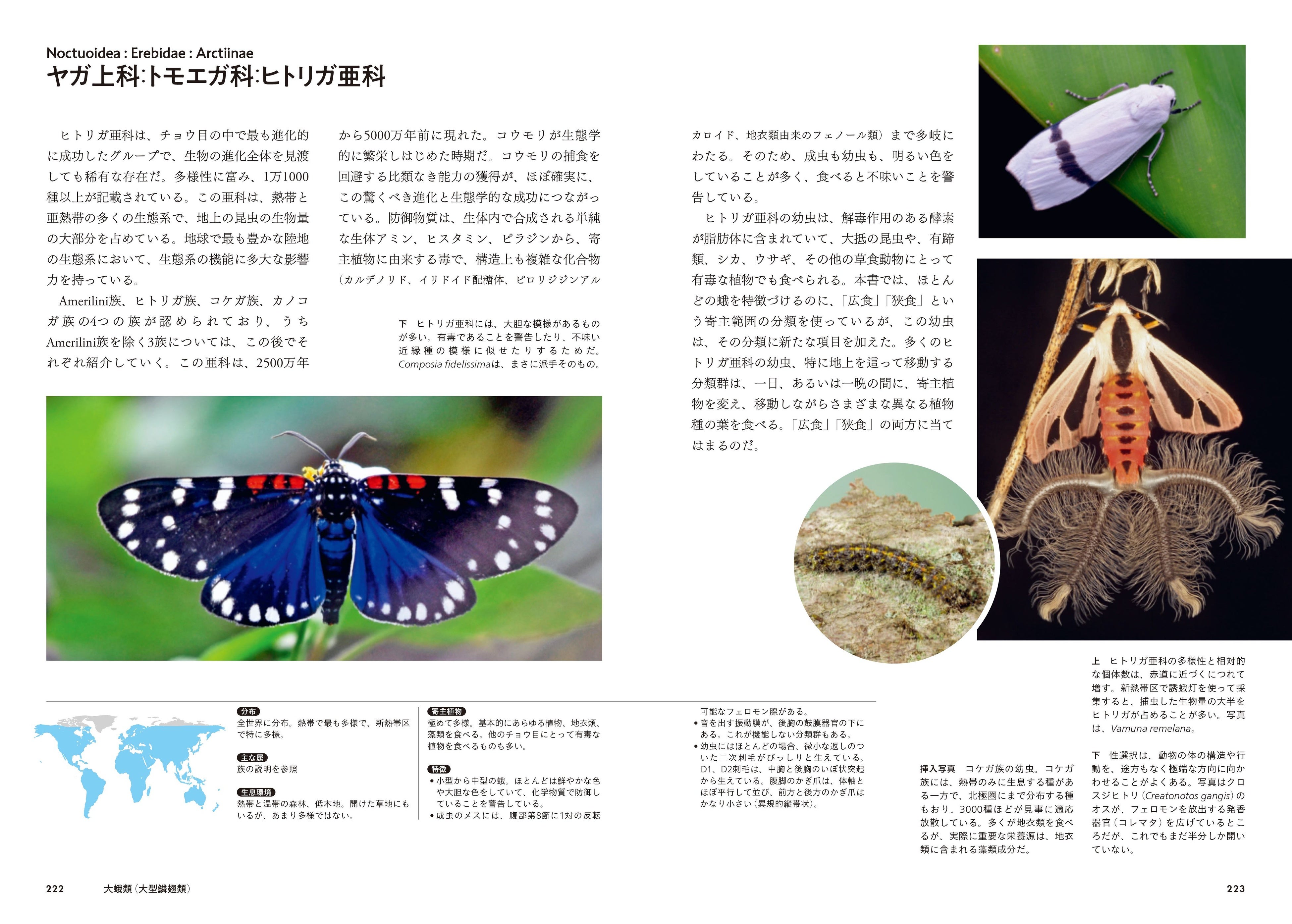 多様で、美しく、驚異的な生態】世界の蛾類105 分類を網羅。最新の知見