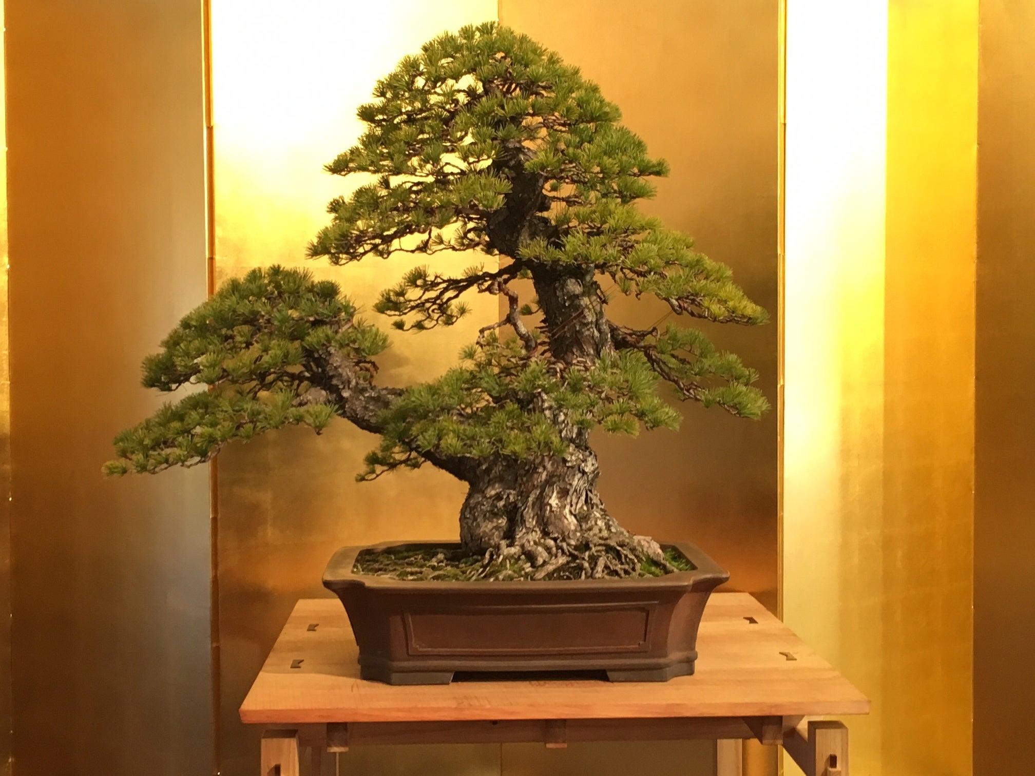 盆栽の女王】赤石五葉松のレンタルが可能に！盆栽がもっと身近になる