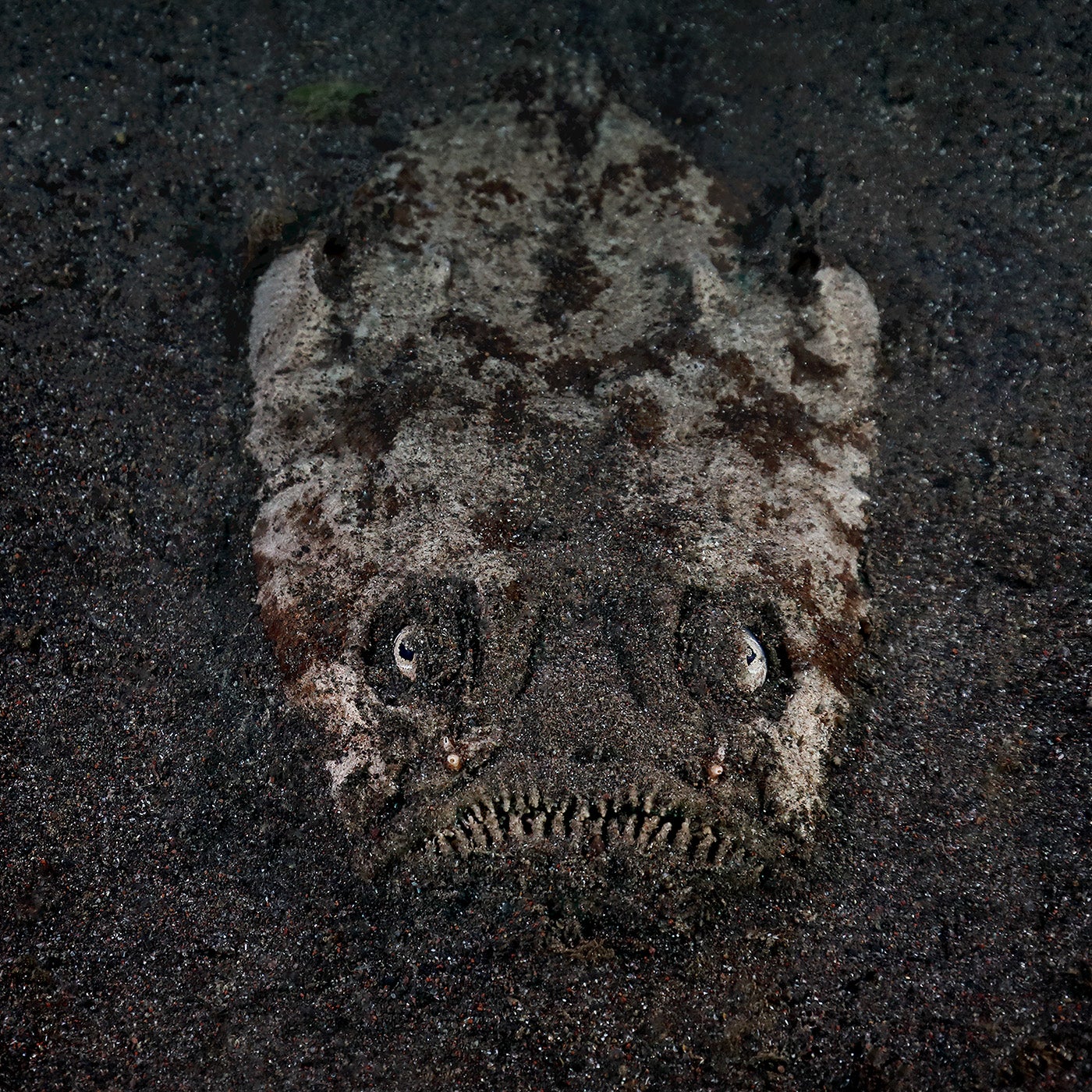 フジフイルム スクエア企画写真展 中村征夫写真展「海中顔面大博覧会