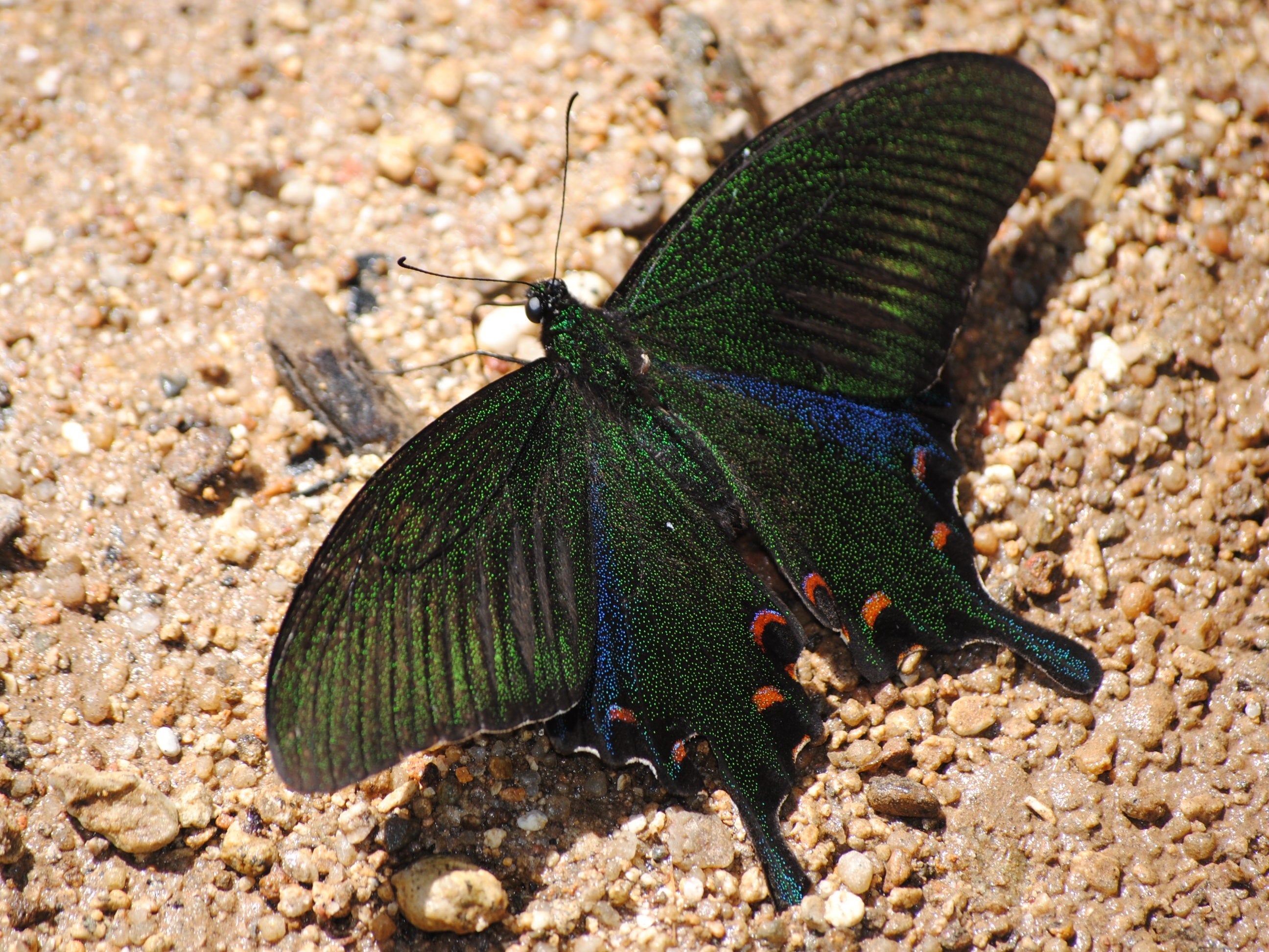 希少種から謎多き種まで、ユニークで貴重な標本が集合！ミニ展示「東