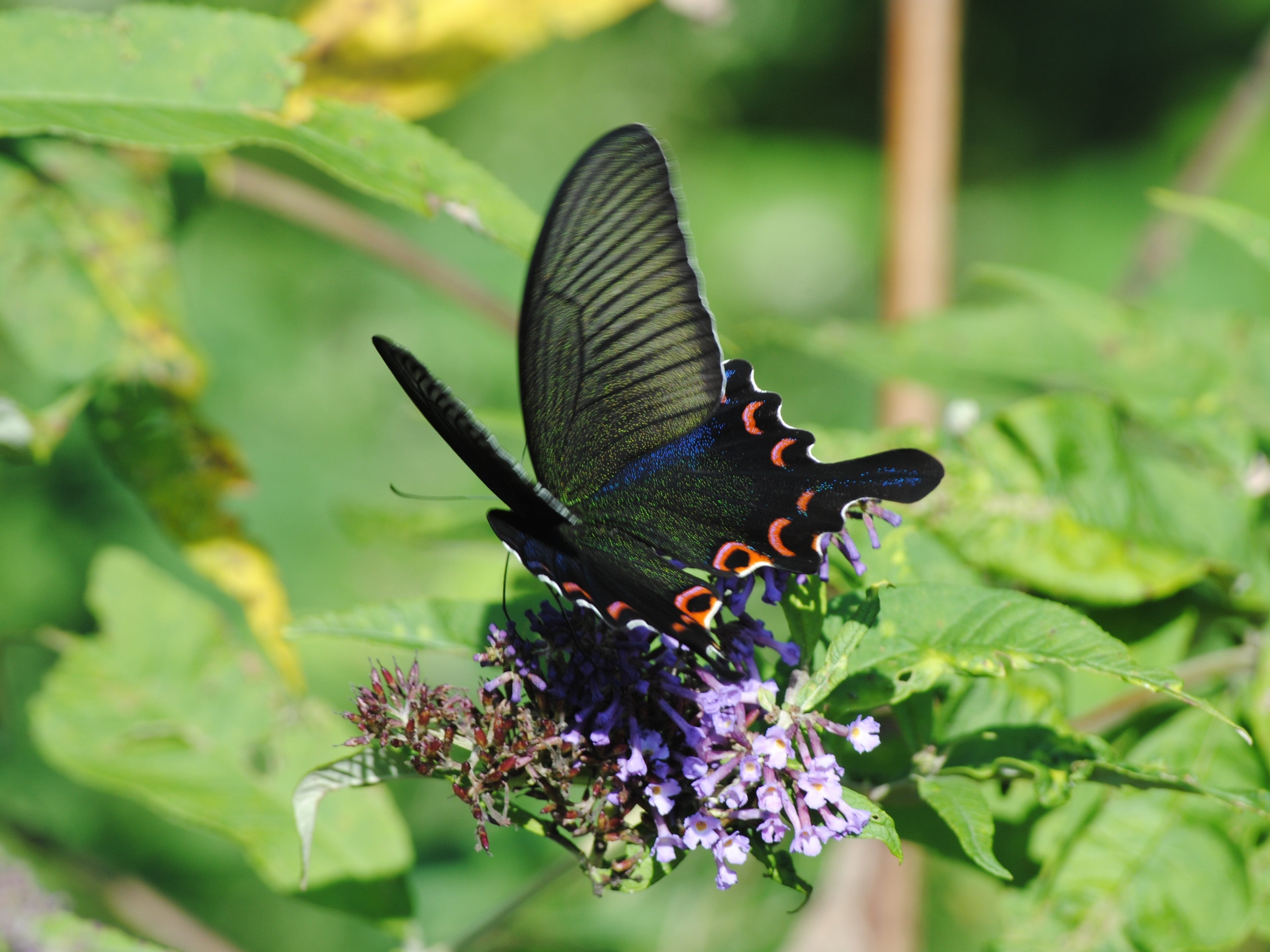 希少種から謎多き種まで、ユニークで貴重な標本が集合！ミニ展示「東