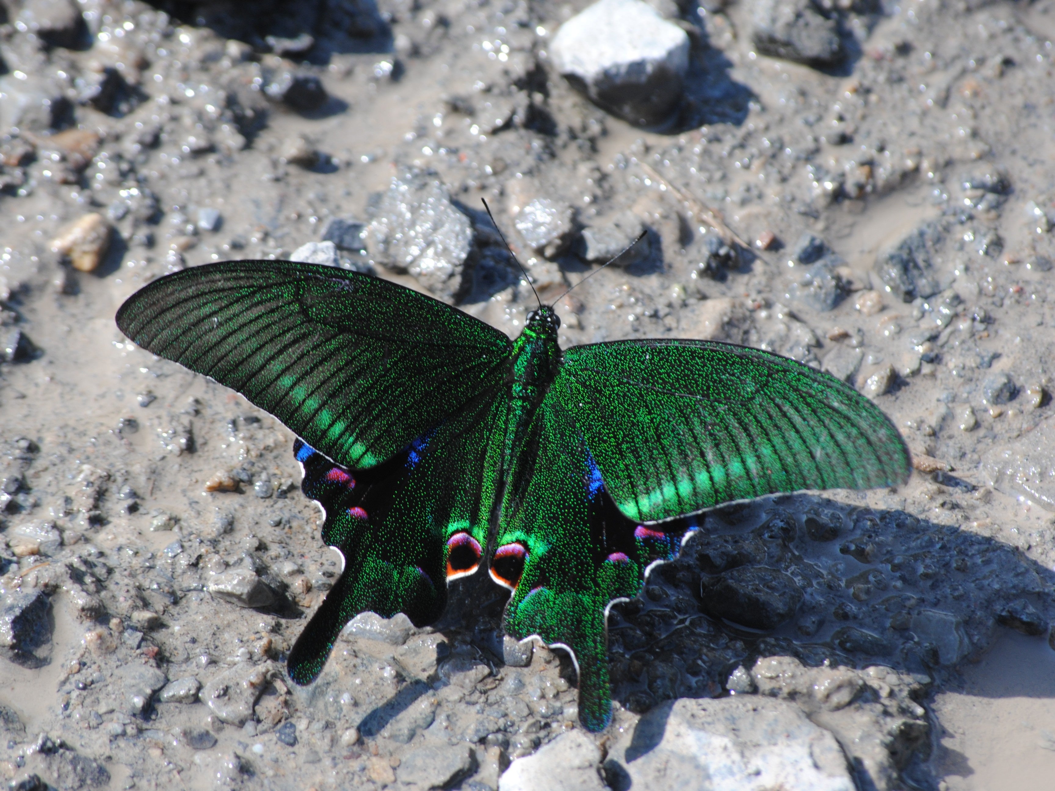 希少種から謎多き種まで、ユニークで貴重な標本が集合！ミニ展示「東