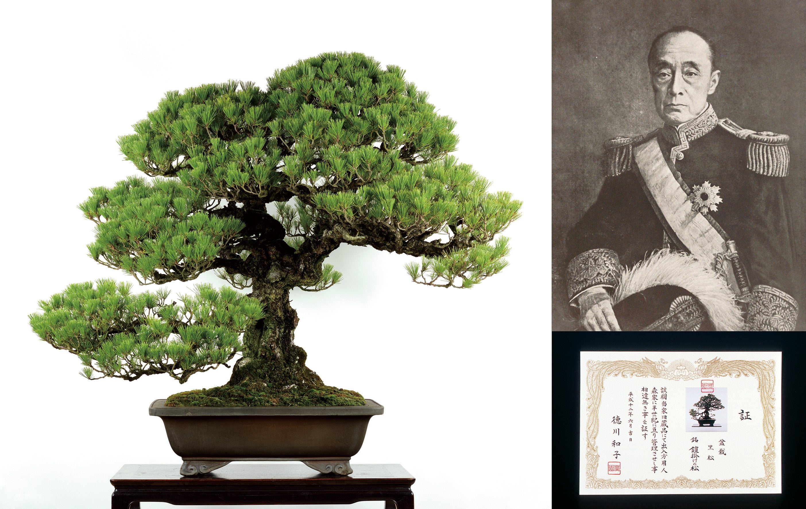 EXPO2025日本盆栽・水石展】（5/19～5/22）前回の大阪万博で展示された