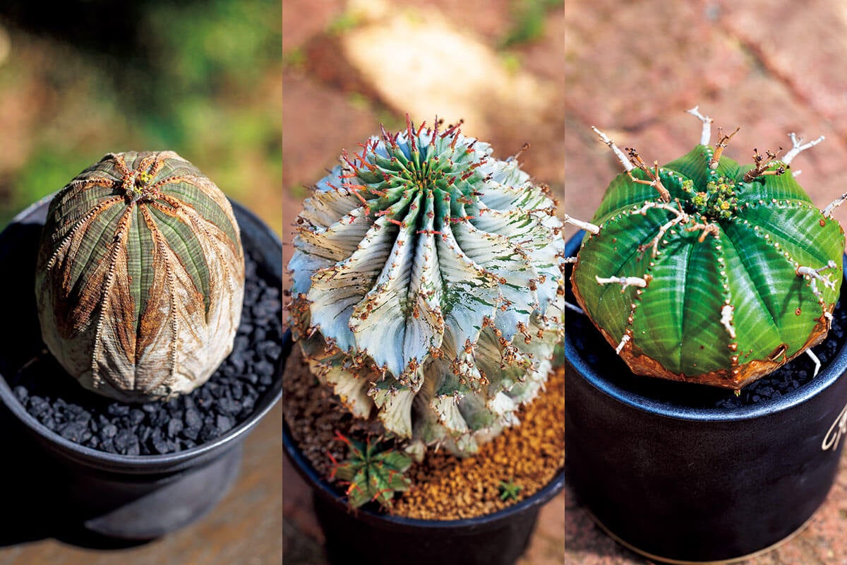 本邦初！ 『NHK趣味の園芸 12か月栽培ナビNEO 多肉植物 ユーフォルビア